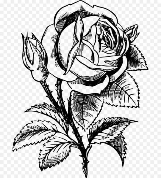 Розочка для срисовки