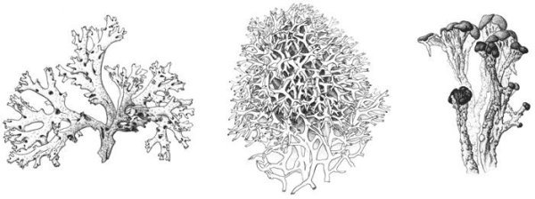 Кустистые лишайники рисунок