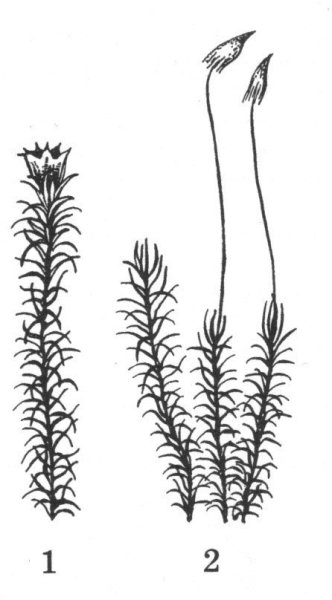 Кукушкин лен Кукушкин