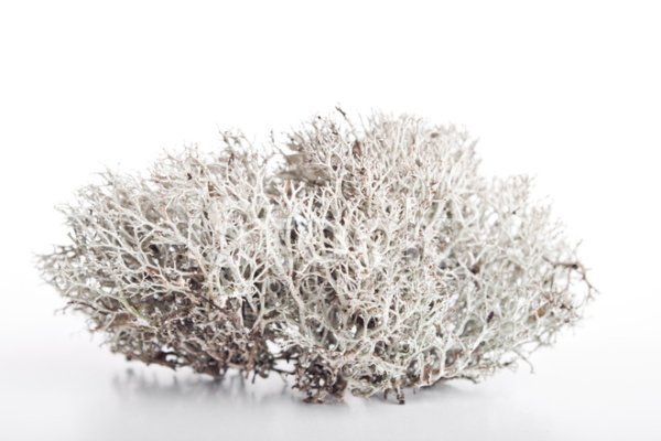 Мох ягель на белом фоне