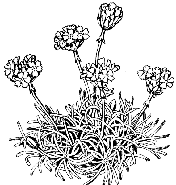 Мох раскраска для детей