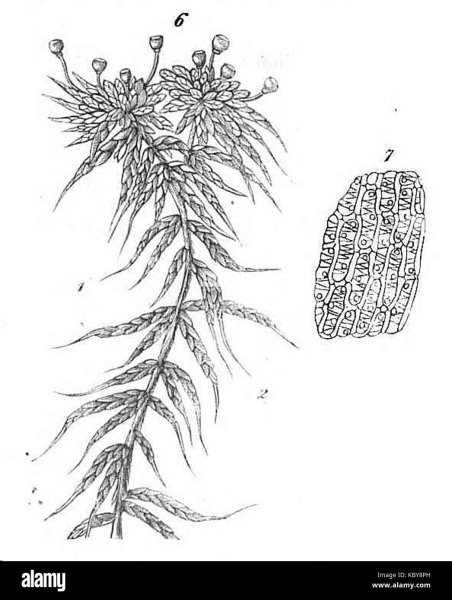 Мох сфагнум рисунок