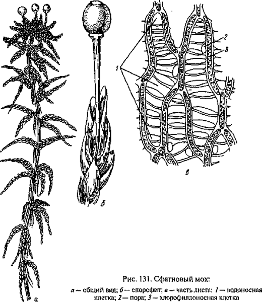 Сфагнум строение