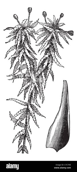 Сфагнум Гиргензона рисунок