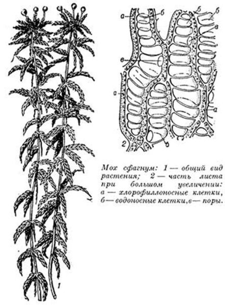 Сфагнум белый строение