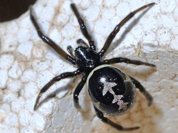 Стеатода Пайкулля (ложный Каракурт