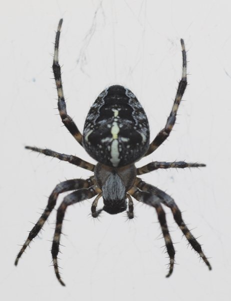 Паук крестовик черный