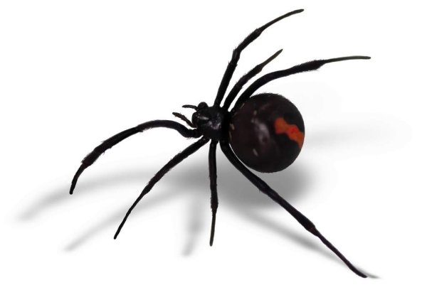 Черный паук с красными пятнами