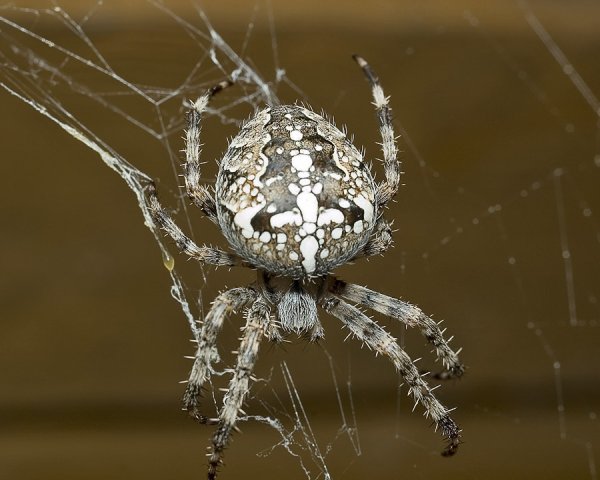 Паук крестовик Каракурт