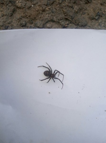 Чёрный паук с белыми пятнами на брюшке