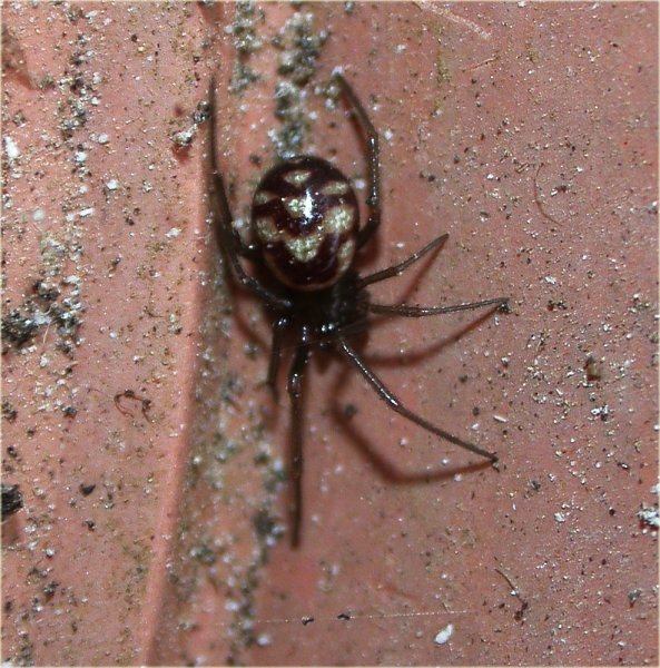 Стеатода паук коричневый