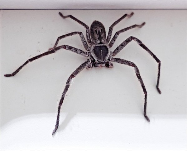 Паук крестовик черный