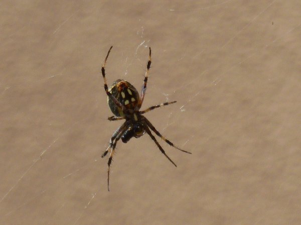 Чёрный паук с белыми пятнами