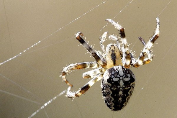 Паук крестовик черный полосатый