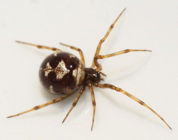 Паук Agelena labyrinthica