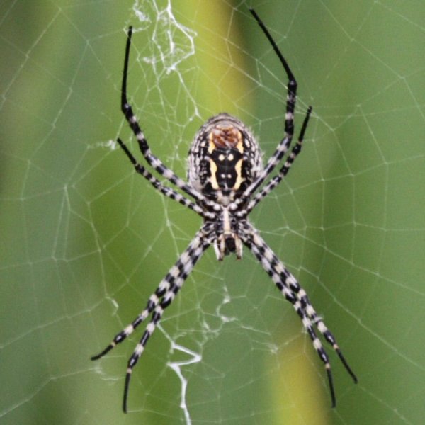 Чёрный паук с круглым брюшком