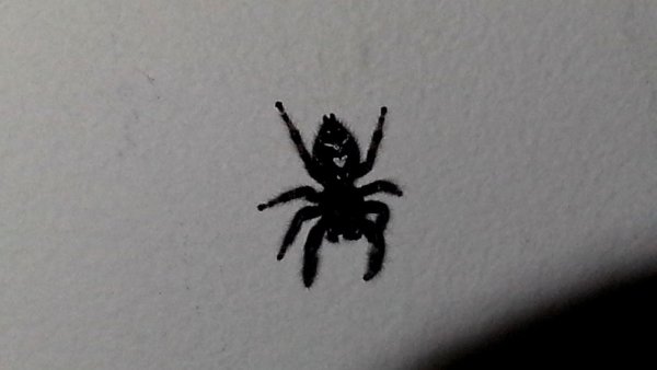 Паук с белой полосой на спине