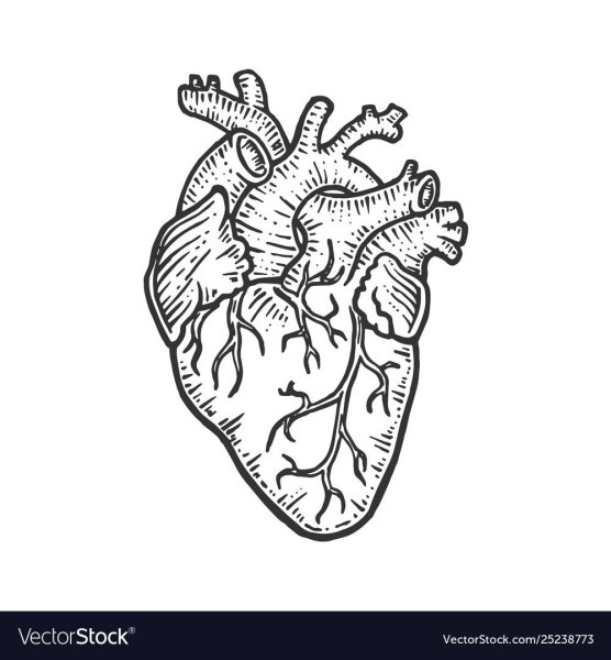 Анатомическое сердце эскиз