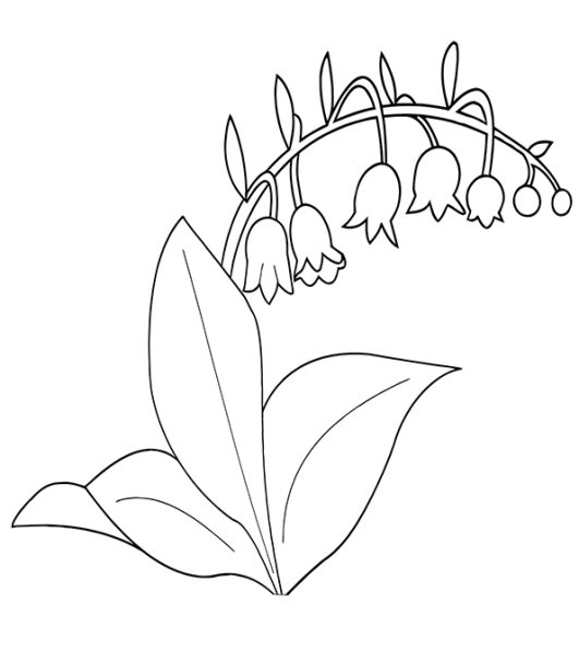 Кубышка жёлтаяраскраска