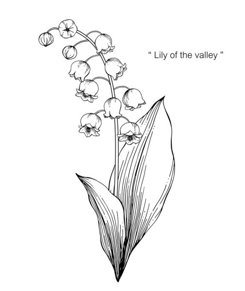 Венерин башмачок крупноцветный