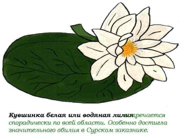 Кандык Сибирский рисунок