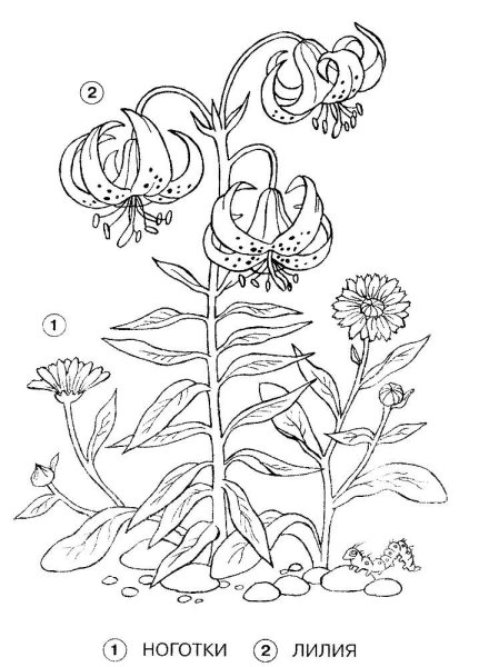 Лотос орехоносный черно-белая