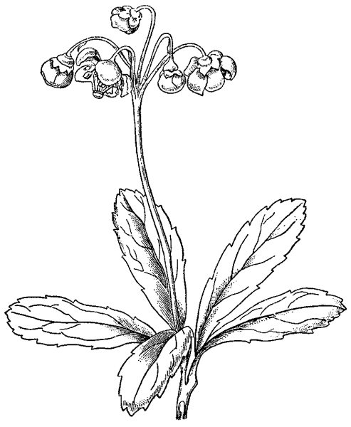 Купальница цветок раскраска