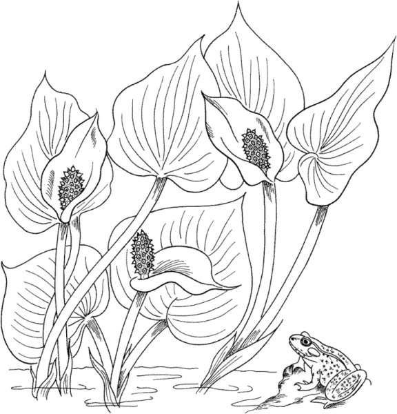 Кувшинка белая