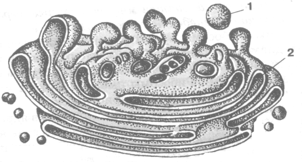 Комплекс Гольджи чб