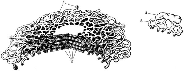 Аппарат Гольджи строение без подписей