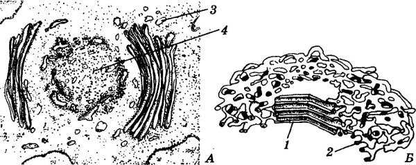 Эндоплазматическая сеть и аппарат Гольджи