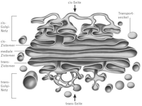 Аппарат Гольджи строение