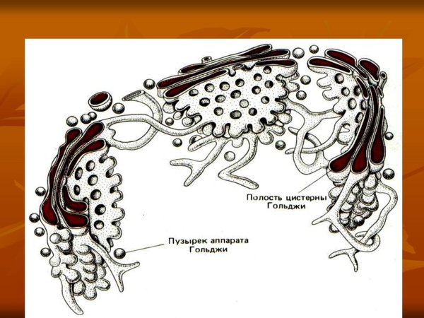Схема строения аппарата Гольджи