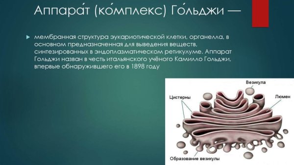 Строение комплекса Гольджи в клетке
