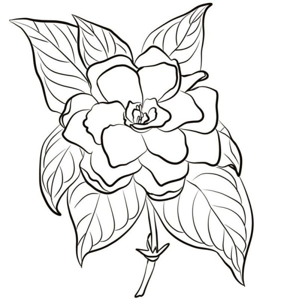 Аленький цветок раскраска