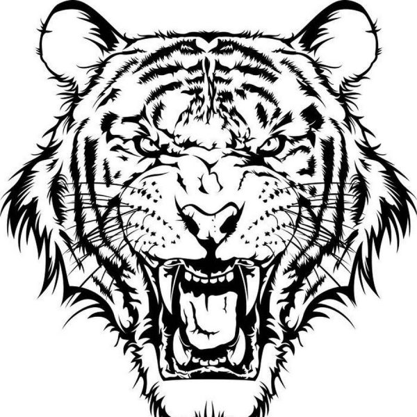 Тигр оскал тату эскиз