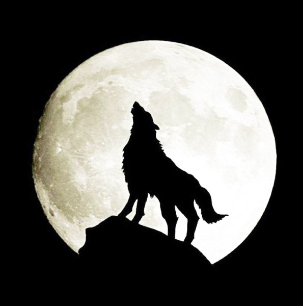 Силуэт волка на черном фоне