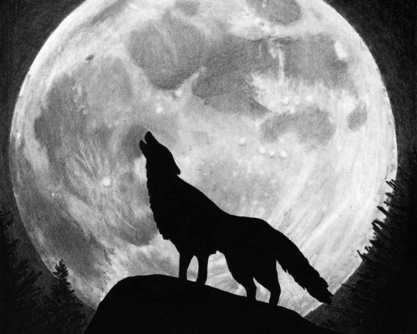 Волк воет на луну