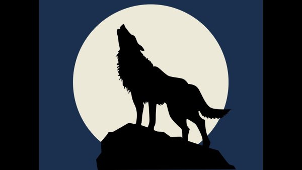 Волк воет на луну контур