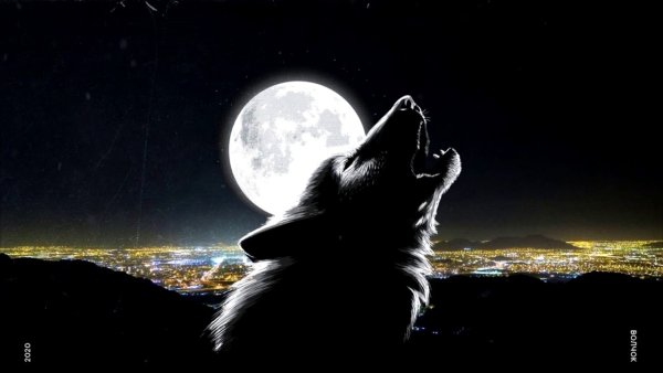 Волк воет на луну