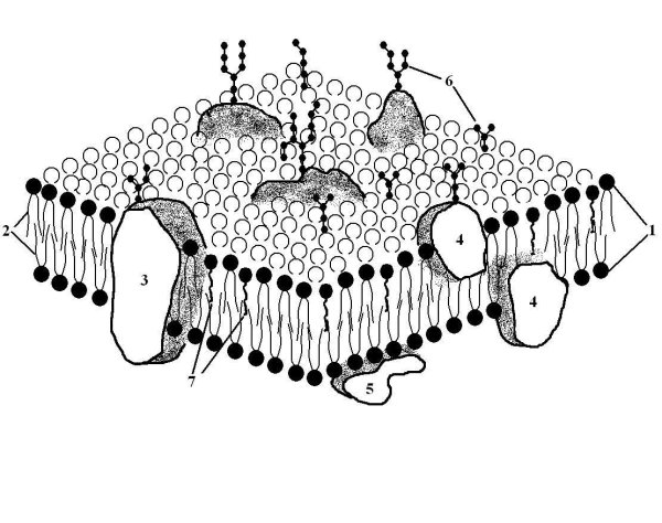 Цитоплазматическая мембрана плазмолемма