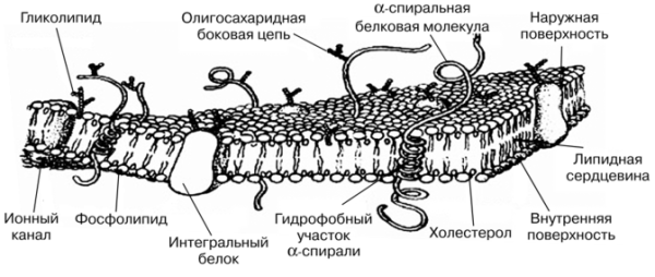 Строение плазматической мембраны клетки чб