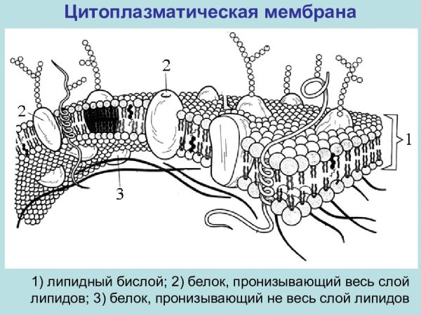 Строение цитоплазматической мембраны рисунок