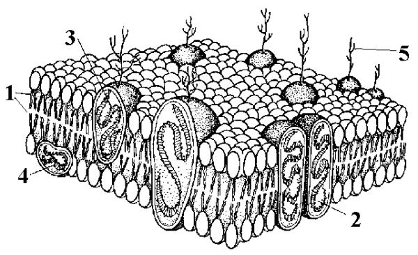 Схему клеточной мембраны эукариотических клеток.