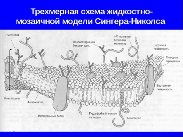 Жидкостно-мозаичная модель строения плазматической мембраны