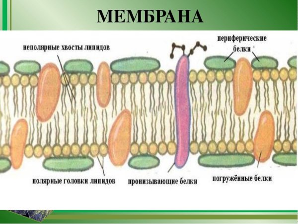 Плазматическая мембрана растительной клетки