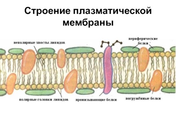 Плазматическая мембрана плазмалемма строение