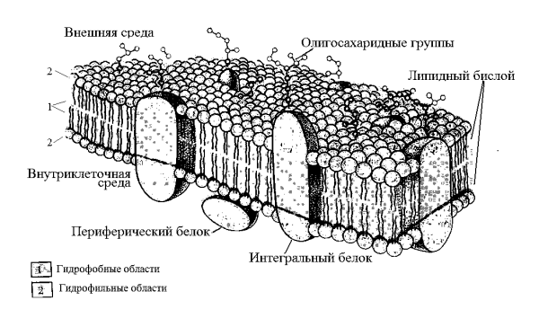 Жидкостно мозаичная модель клеточной мембраны