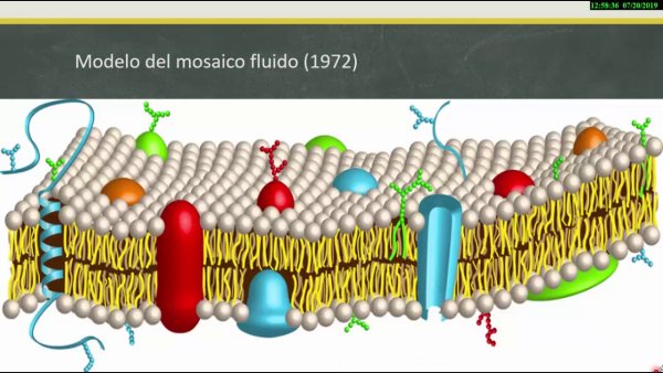 Цитоплазматическая мембрана рисунок