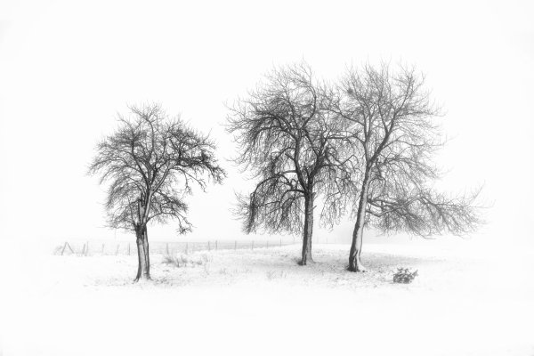 Зимние деревья Графика